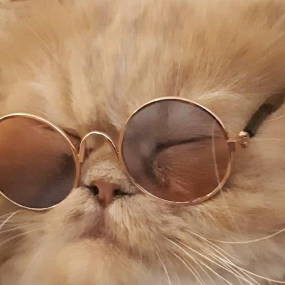 Cat Image